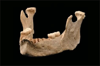 человека из румынской пещеры Пештера ку Оасе