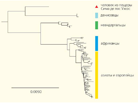 число нуклеотидных замен на одну позицию 