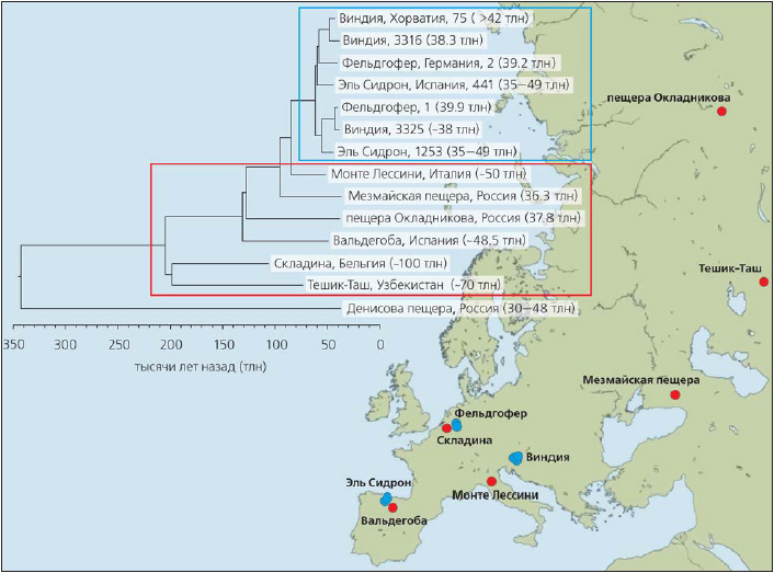 Филогенетическое дерево